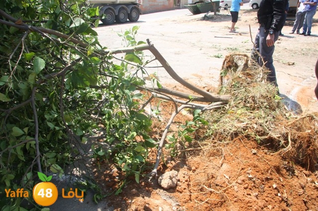 hadmqobtan423zoher (18).JPG